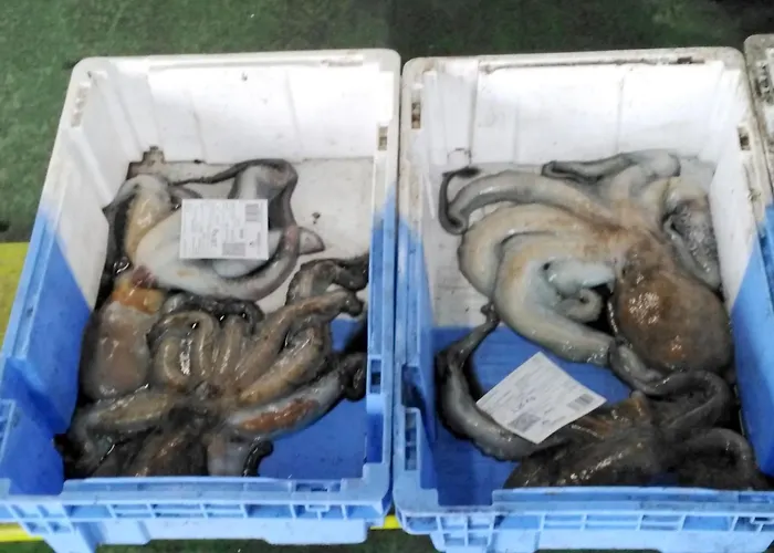 Appartement Terra Do Mar Atico Nuevo En Costa Da Morte, Camino De Faros *